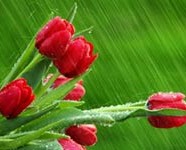 Resurrection: A Manifestation of God’s Far-reaching Wisdom